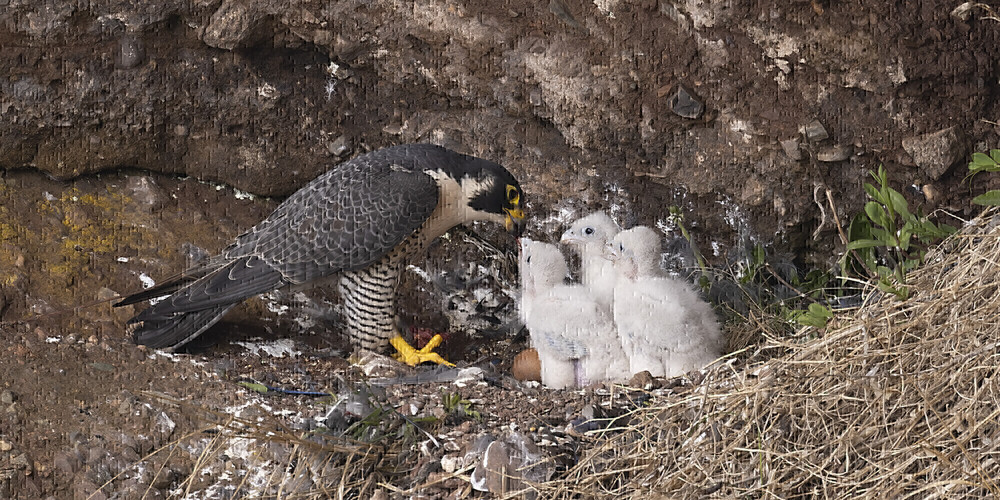 Parc provincial des rochers Hopewell